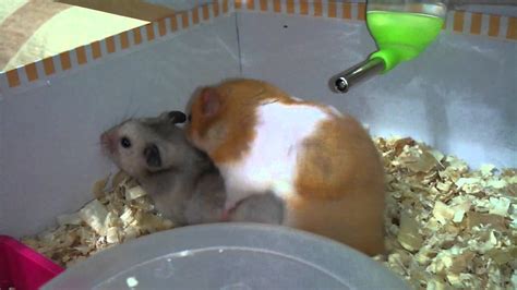 Up for sexting. . Hamster live sex